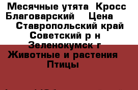  Месячные утята  Кросс Благоварский  › Цена ­ 90 - Ставропольский край, Советский р-н, Зеленокумск г. Животные и растения » Птицы   